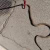 CANOSA: SERPENTE CERVONE NEL CENTRO URBANO RECUPERATO DALLE GUARDIE ECOZOOFILE ANPANA