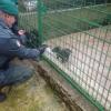 Anpana e comune di Comiso contro il randagismo
