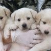 ++Silvio Berlusconi e la Pascale adottano tre cani abbandonati a Olbia++