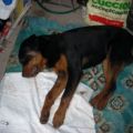CANI AVVELENATI A CATANZARO, L'ANPANA INTERVIENE