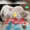 Frosinone a Pasqua e sempre "Salviamo l'agnello e tutti i cuccioli"