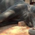 Thailandia, elefante muore di stanchezza mentre trasporta i turisti