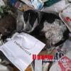 ++Gettano il cane vivo in discarica come fosse un rifiuto, lo salva l’Anpana++