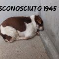 ADOZIONE del Cuore - Sconosciuto 1945 – il dolore di un cane - guarda il video -