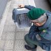 INCASTRATO DA ORE NEL VANO MOTORE DI UN'AUTO-NOICATTARO (BA)