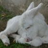 La nursery degli asinelli, la meraviglia della natura all'Asinara