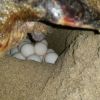 ++la Caretta Caretta è arrivata nel golfo di Taranto++