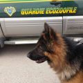 ANIMALI-COMPORTAMENTO IN CASO DI INCIDENTE