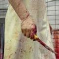 "In nome di Abramo" detenzione e macellazione immonda. Condannato ad un anno di reclusione