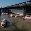 Il nostro pensiero anche agli animali nell'alluvione