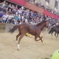 L'A.N.P.A.N.A. e il F.A.E. denunciano e avviano investigazioni difensive - Palio straordinario di Siena