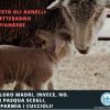 #ANPANA ONLUS per una Pasqua non violenta