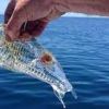 strani animali popolano il mare calabrese - sono benigli - le Salpa Fusiformis