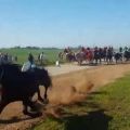 Corsa dei Buoi di Chieuti - A.N.P.A.N.A. e C.E.D.A. attendono l'esito del processo.