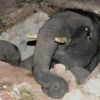 Il commovente salvataggio di un elefantino finito in un canale di scolo
