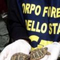 Una valigia piena di tartarughe abbandonata nel Modenese