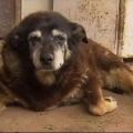 Addio a Maggie, il cane più vecchio del mondo: aveva 30 anni