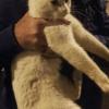 Micio finito in un canalone per la raccolta delle acque piovane