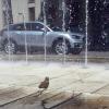 Oristano, un falchetto fa il bagno nella fontana