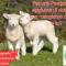 Frosinone - "salviamo l'agnello" e tutti i cuccioli, XX edizione