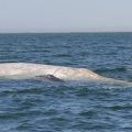 Balena albina avvistata al largo delle coste del Messico