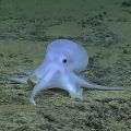 Casper: il polpo fantasma che potrebbe far parte di una nuova specie