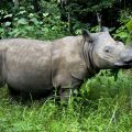 Speranza per il Rinoceronte di Sumatra: almeno 15 esemplari individuati nel Borneo