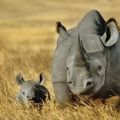 5-10 anni di tempo per salvare il rinoceronte: parola del Principe William