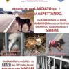 A.N.P.A.N.A. L'Aquila promuove campagna contro l'abbandono