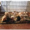 Sequestro cuccioli di razza a Palazzolo (Brescia)