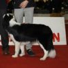 Strage di cani in una esposizione a Rende