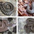 Scoperta una nuova specie di vipera nelle valli piemontesi. È simile alle specie del Caucaso