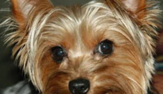 Busto Arsizio: traffico di cuccioli, due condannati