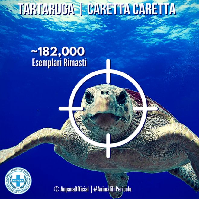 Caretta Caretta