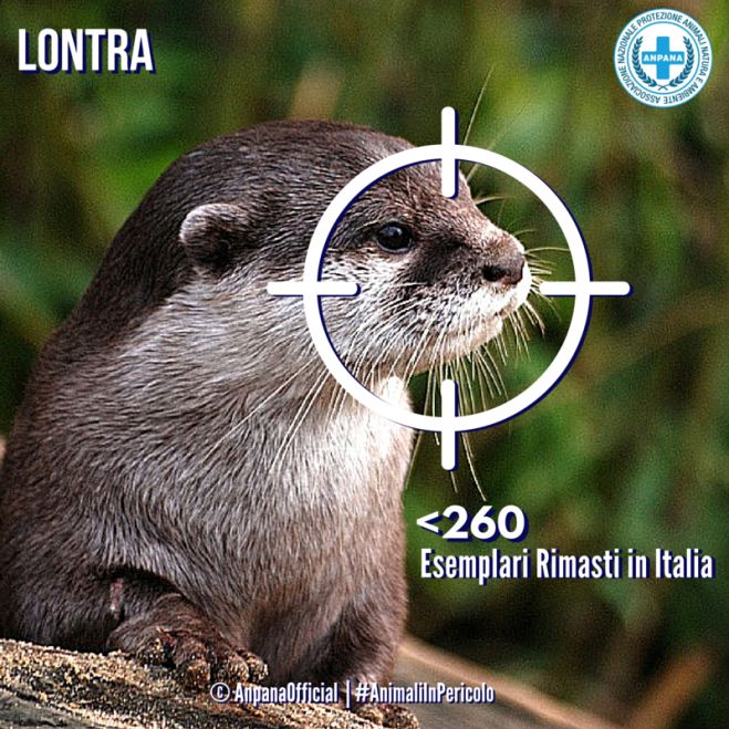 #AnimaliInPericolo: la lontra è quasi scomparsa dall'Italia