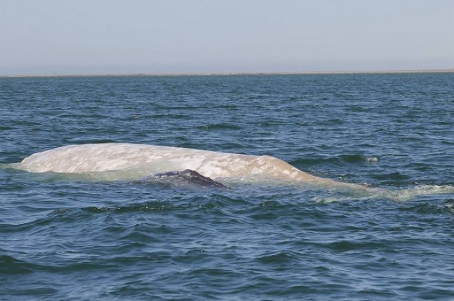 Balena albina avvistata al largo delle coste del Messico