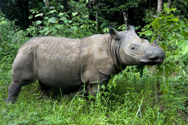 Speranza per il Rinoceronte di Sumatra: almeno 15 esemplari individuati nel Borneo