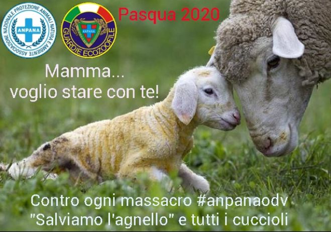Salviamo l&#039;agnello - pasqua 2020 non violenta