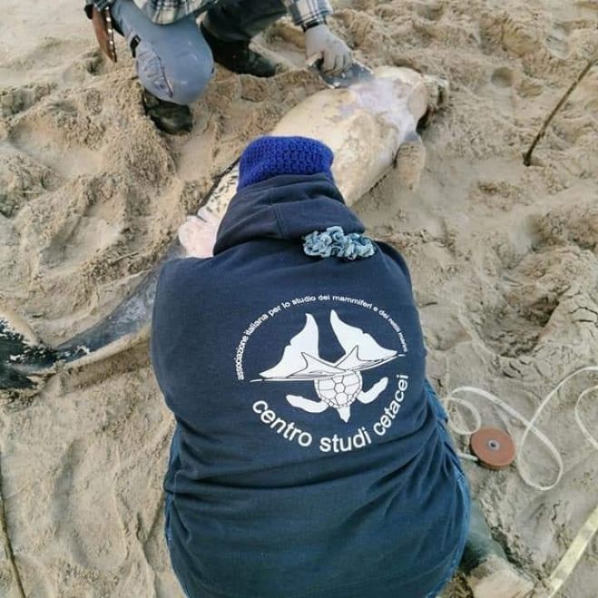Ritrovamento della carcassa di un cetaceo a Campomarino (CB)