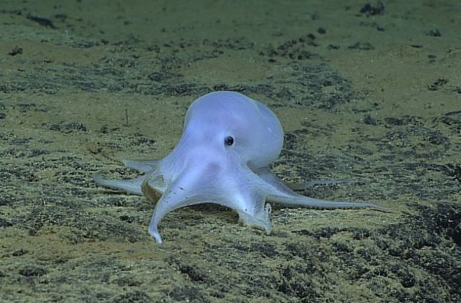 Casper: il polpo fantasma che potrebbe far parte di una nuova specie