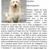 Frosinone - Cervaro - vogliamo giustizia per il cane Neve