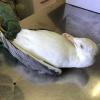 Anpana Nuoro-Ogliastra sempre in prima linea per gli animali e l’ambiente