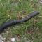 Altamura, un serpente innocuo (biacco) di circa 2 metri, recuperato in città