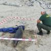 Belvedere, una Stenella trovata senza vita sulla spiaggia