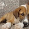 Covid-19. Rischio abbandono animali d’affezione post-lockdown