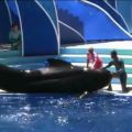 E' morta Bubbles, la balena catturata 50 anni