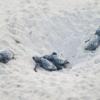 ANPANA Castellaneta - sale a 61 il numero delle nascite di caretta caretta
