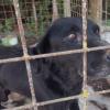 ANPANA Mantova -  cane sequestrato