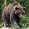 Anpana: “No all’abbattimento degli orsi”