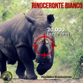 Specie a rischio: il Rinoceronte Bianco